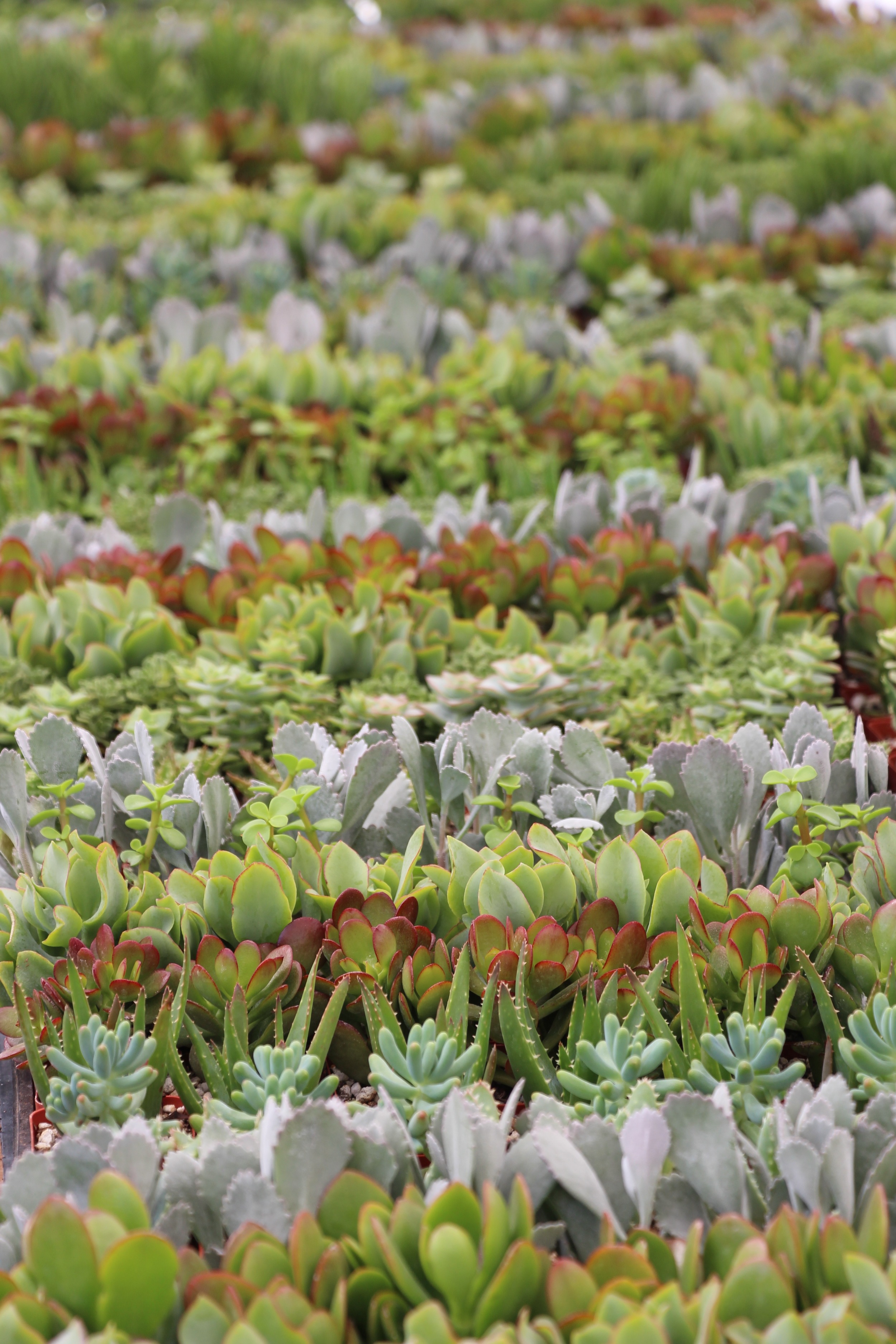 Rancho Vista Nursery in Vista, California. Quality cactus and succulents sold wholesale to the trade and public.